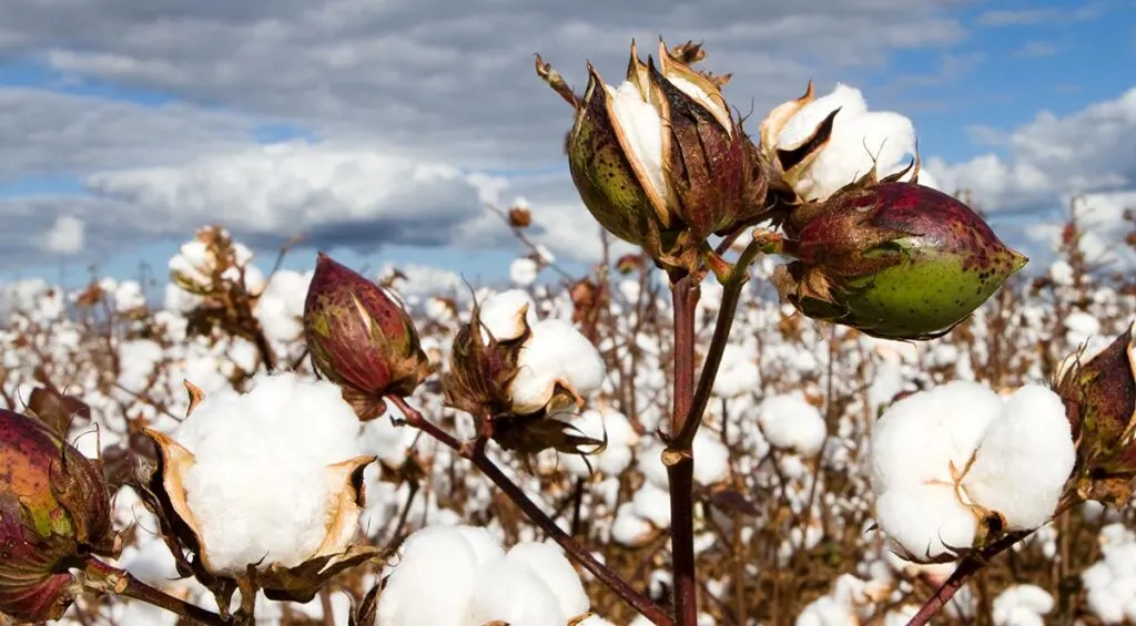 Cotton is a natural fibre!