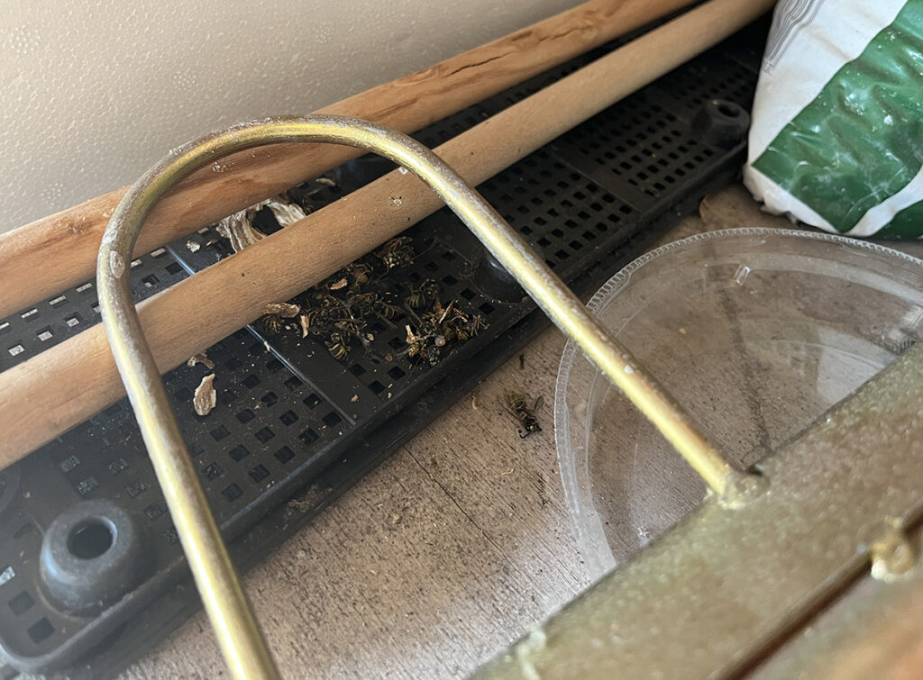 The wood and the brass weight
